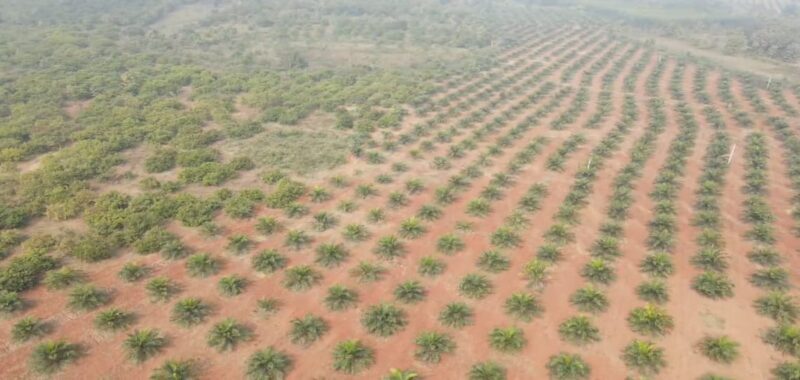 Agricultural Land for Sale in Andhra Pradesh – Parvathipuram Manyam District