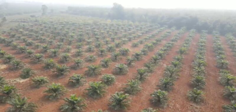 Agricultural Land for Sale in Andhra Pradesh – Parvathipuram Manyam District