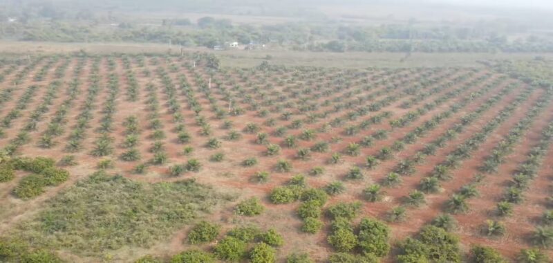 Agricultural Land for Sale in Andhra Pradesh – Parvathipuram Manyam District