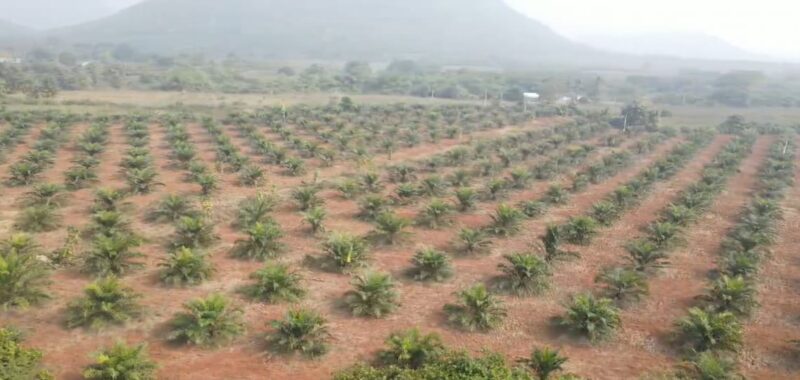 Agricultural Land for Sale in Andhra Pradesh – Parvathipuram Manyam District