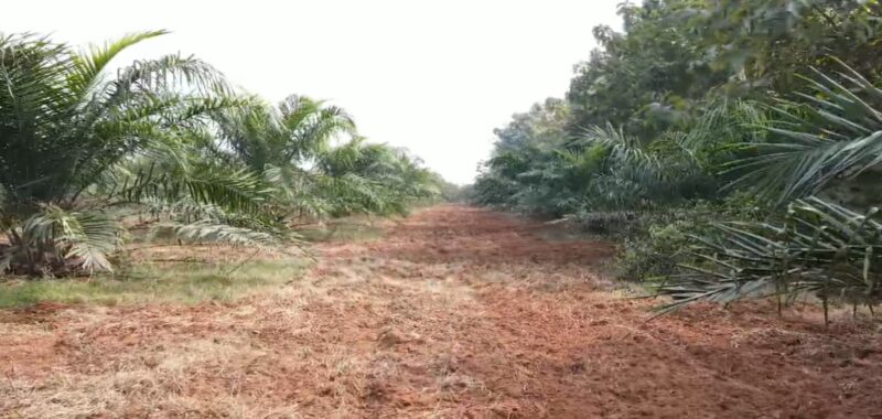 Agricultural Land for Sale in Andhra Pradesh – Parvathipuram Manyam District