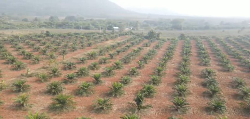 Agricultural Land for Sale in Andhra Pradesh – Parvathipuram Manyam District
