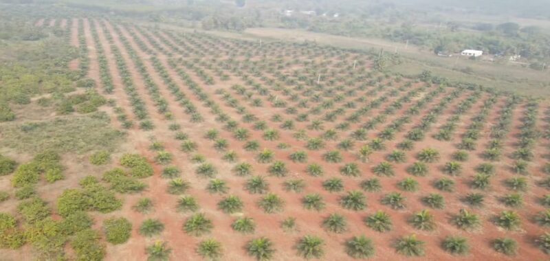 Agricultural Land for Sale in Andhra Pradesh – Parvathipuram Manyam District